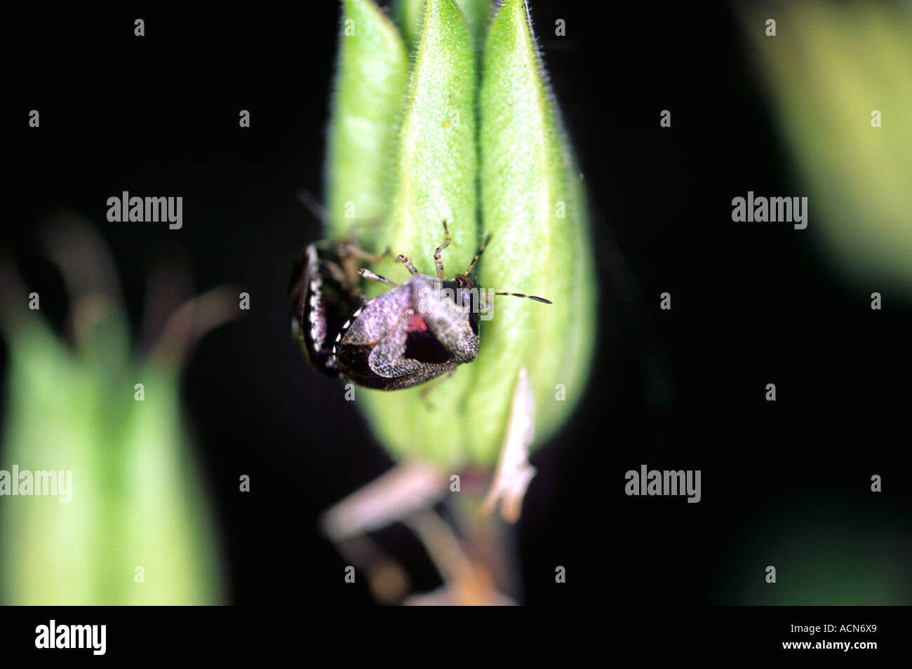 Sloe Bug Dolycoris baccarum Stock Photo