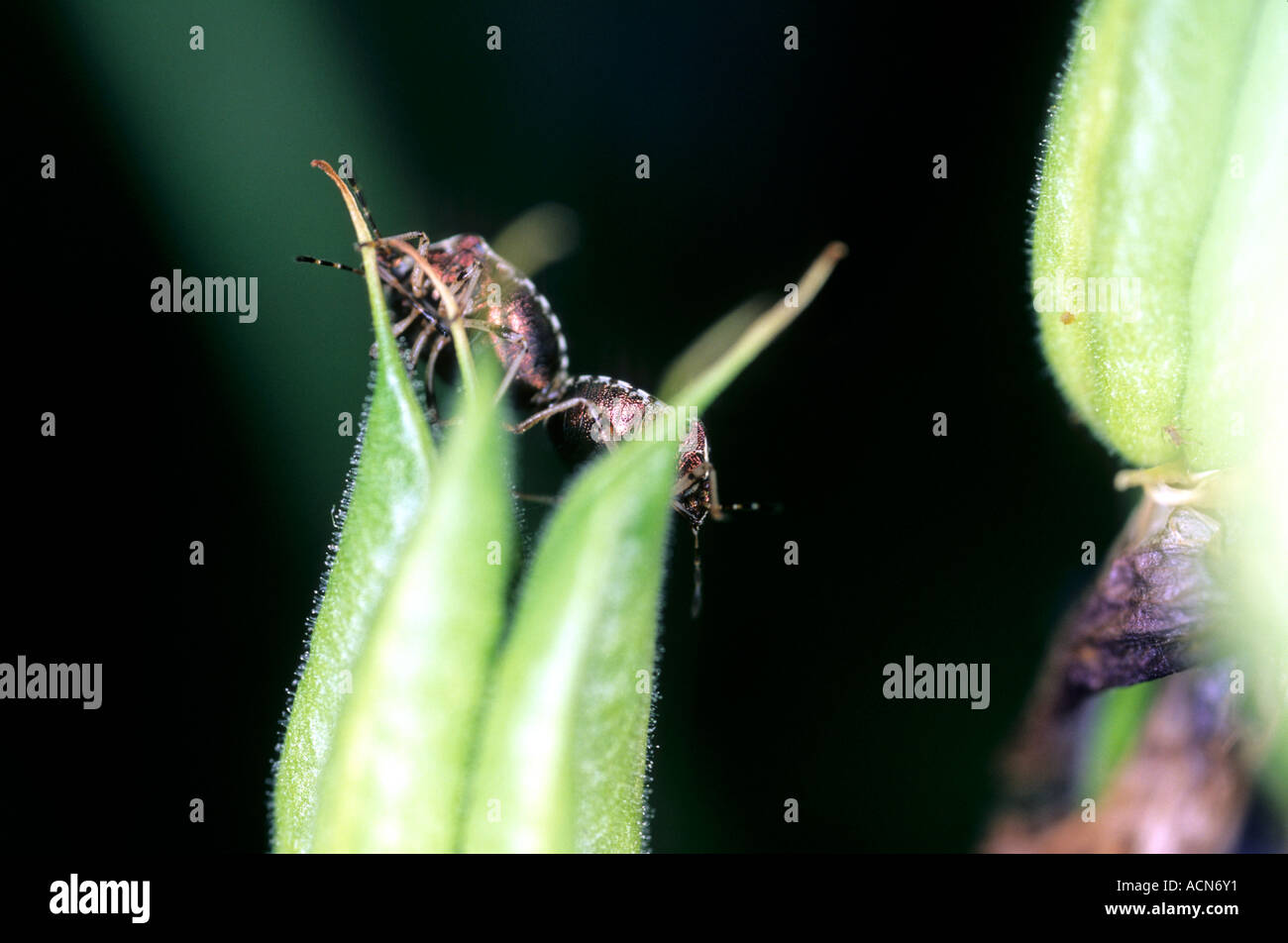 Sloe Bug Dolycoris baccarum Stock Photo