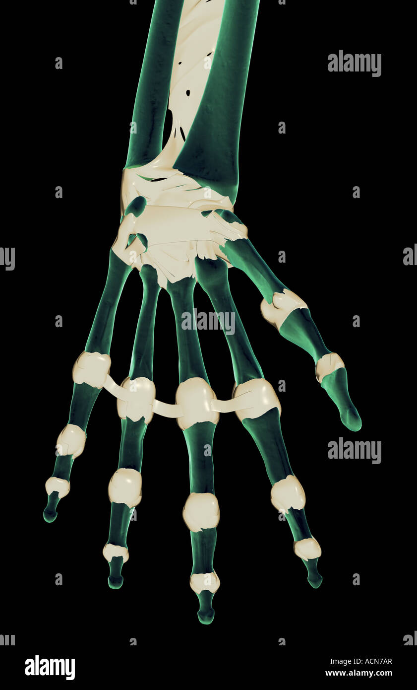 The ligaments of the hand Stock Photo