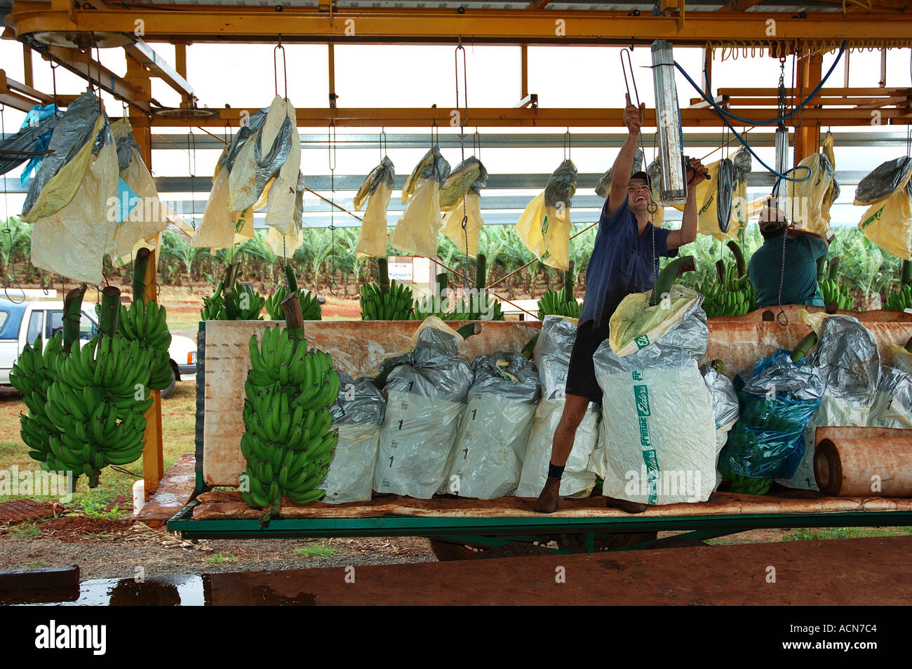 Banana process and packing shed far north queensland conveyor belt hanging bunches green dsc0032 Stock Photo