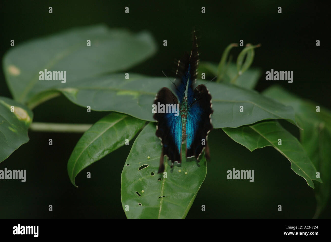 Ulysses Butterfly Papilio ulysses Swallowtail Butterfly electric blue