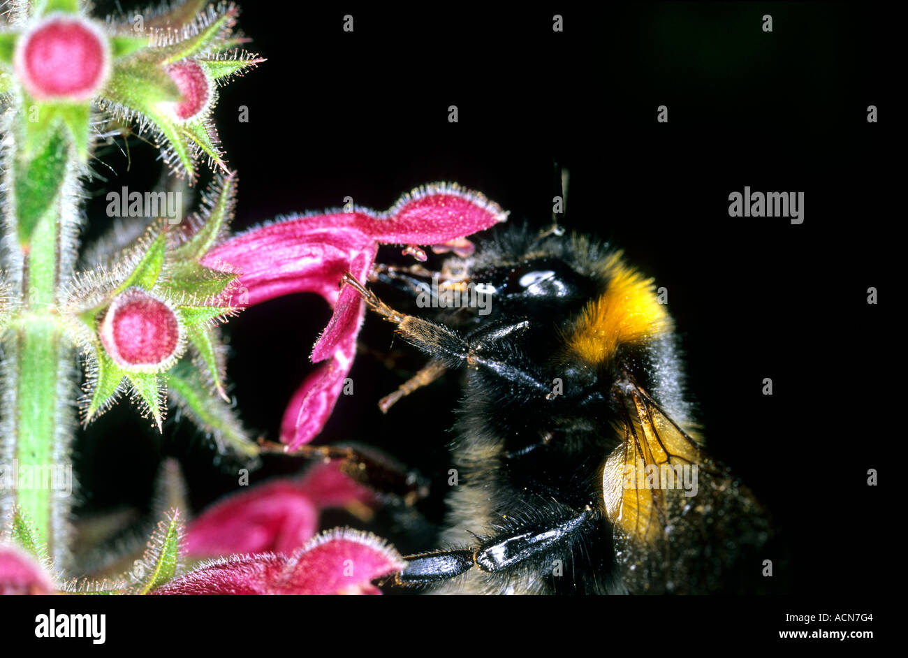 Buff Tailed Bumble Bee Bombus terrestris Stock Photo