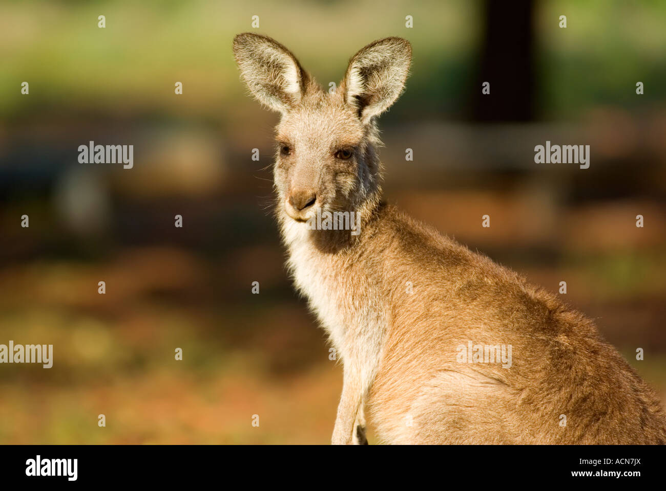 an eastern gray kangaroo in natural habitat up close Stock Photo