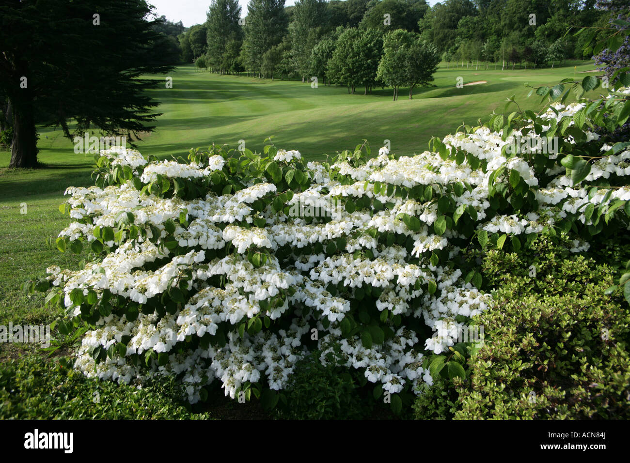 Viburnum plicata flowering shrub at the Nuremore Golf Course