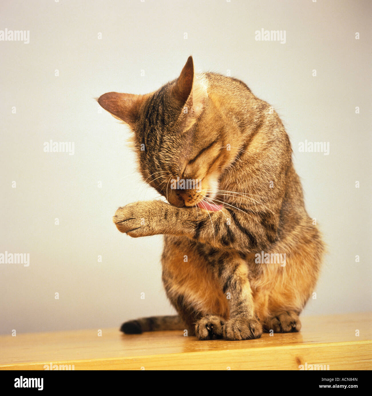 Lick itself hires stock photography and images Alamy