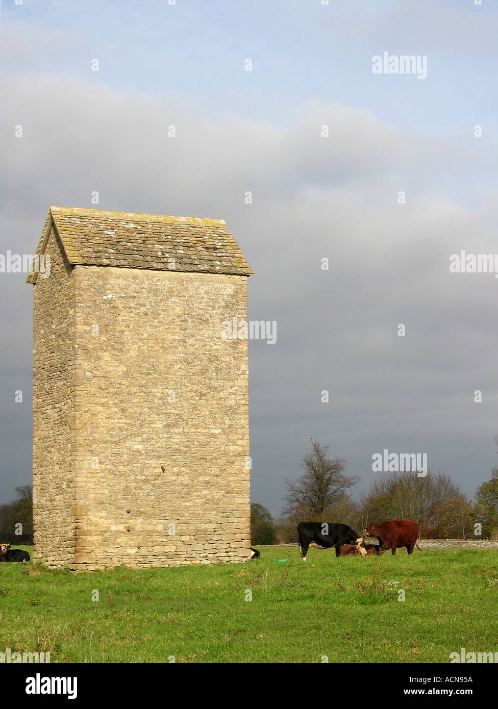 Cattle next to a hay shed in a field in the Cotswolds Gloucestershire England UK Stock Photo