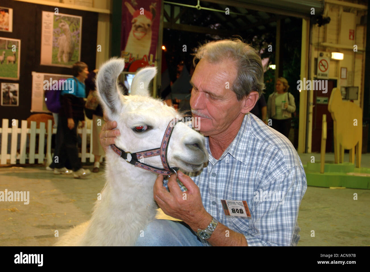 Andes alpaca man hi-res stock photography and images - Alamy