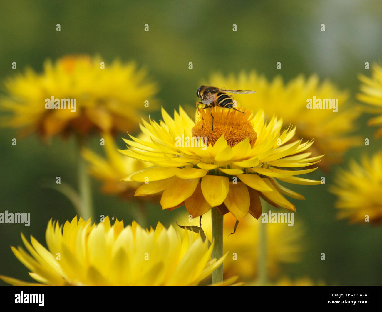 London kew gardens bee hi-res stock photography and images - Alamy