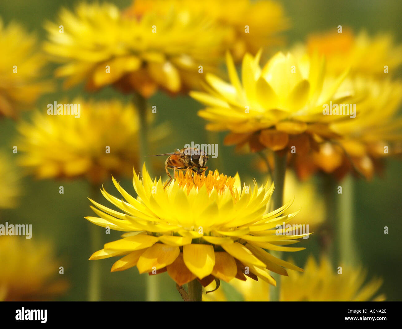 London kew gardens bee hi-res stock photography and images - Alamy