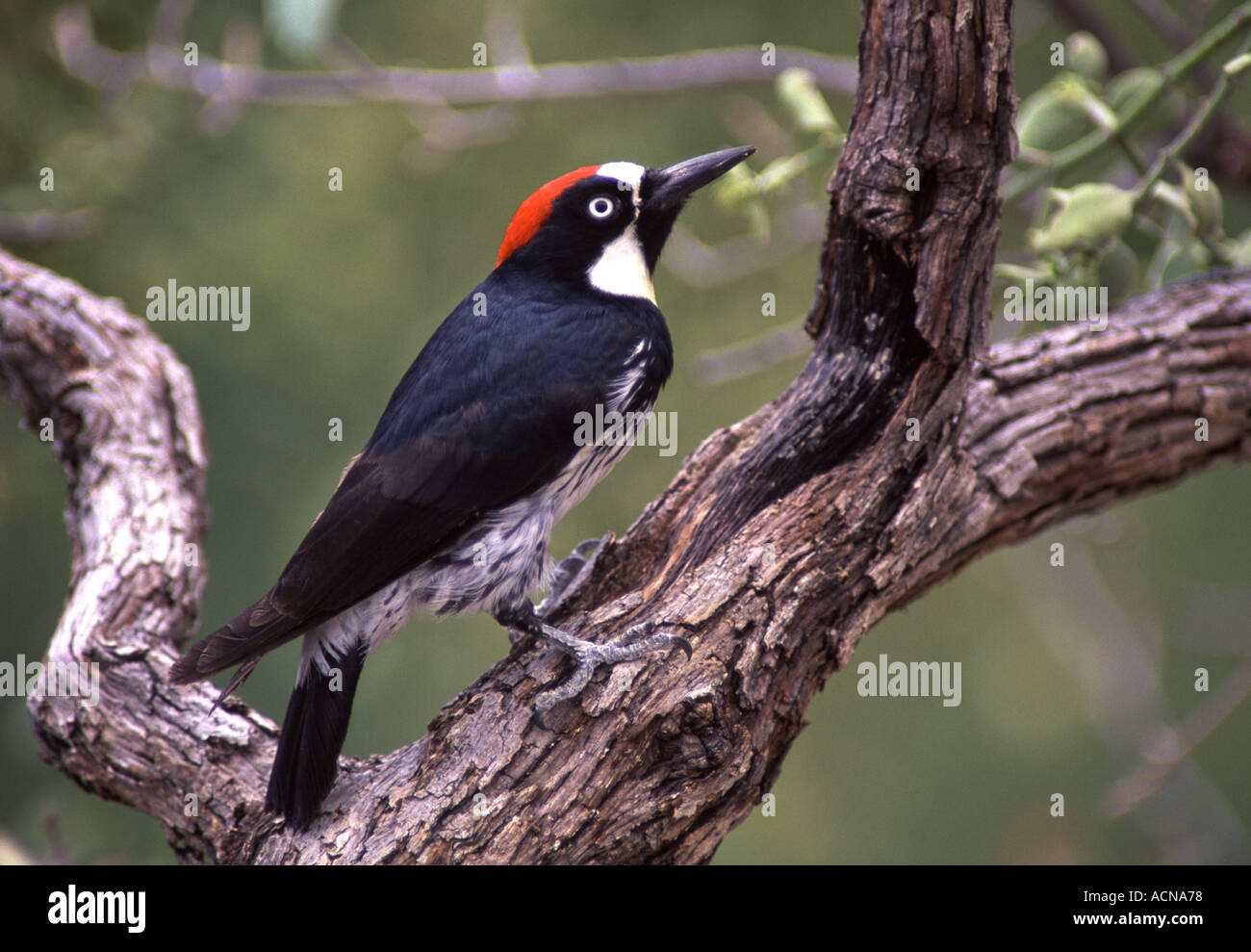 Acorn Woodpecker in Oak Tree Stock Photo Alamy