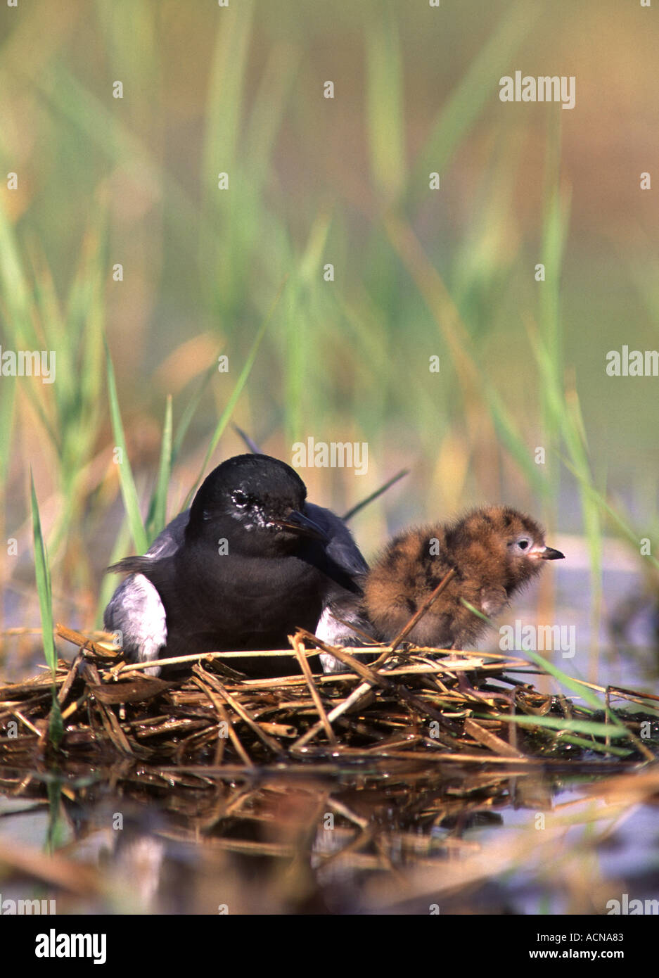 Black Tern and Nestling on Nest - Vertical Stock Photo