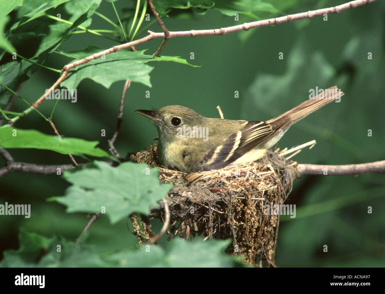 Acadian Flycatcher on Nest Stock Photo Alamy