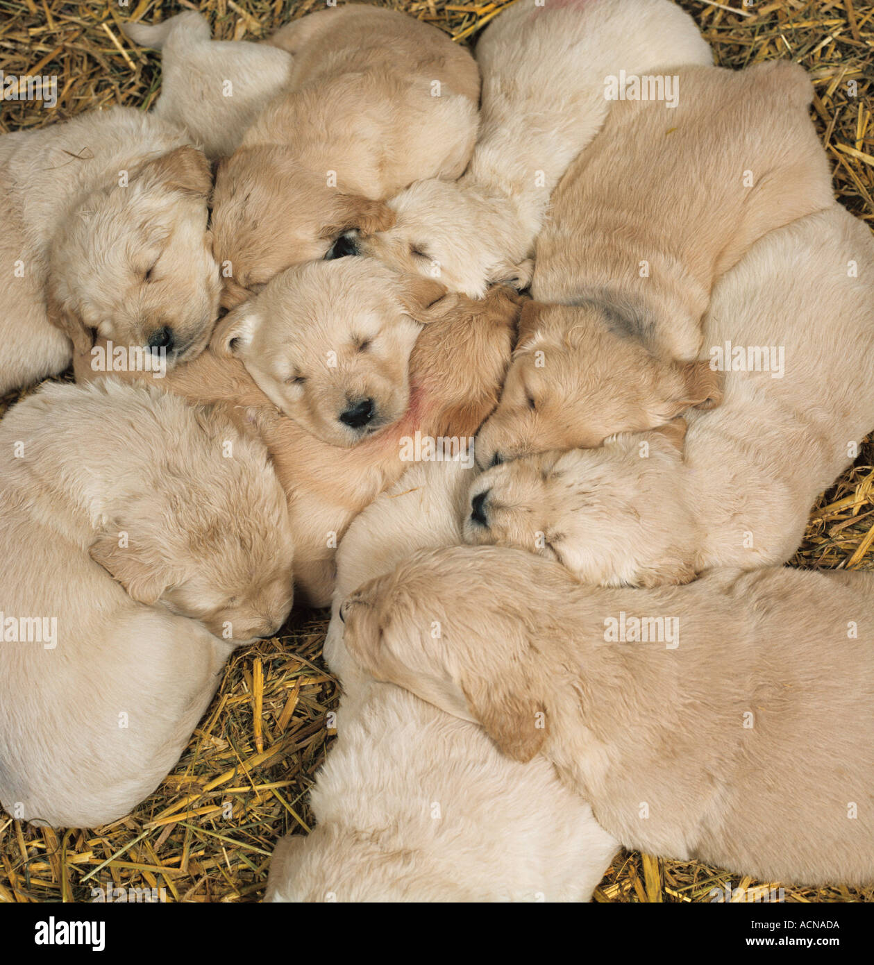 Golden Retriever Puppies sleeping Stock Photo Alamy