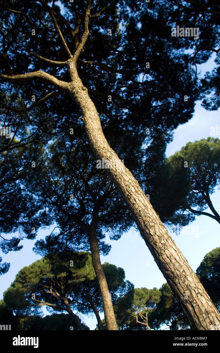 The trunk of a pine tree from a low angle Stock Photo - Alamy