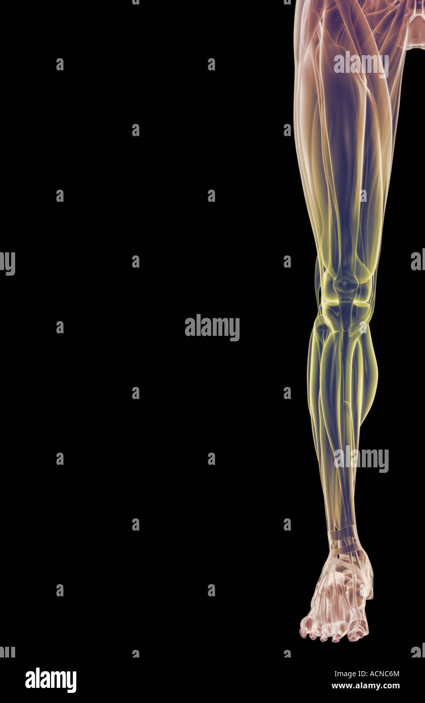 The muscles of the lower limb Stock Photo Biology Diagrams