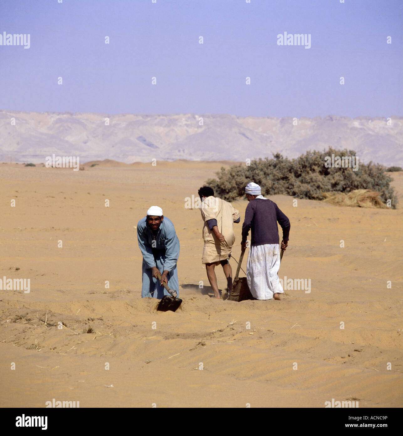 Geography Travel Egypt Agriculture Oasis Dakhla Men At