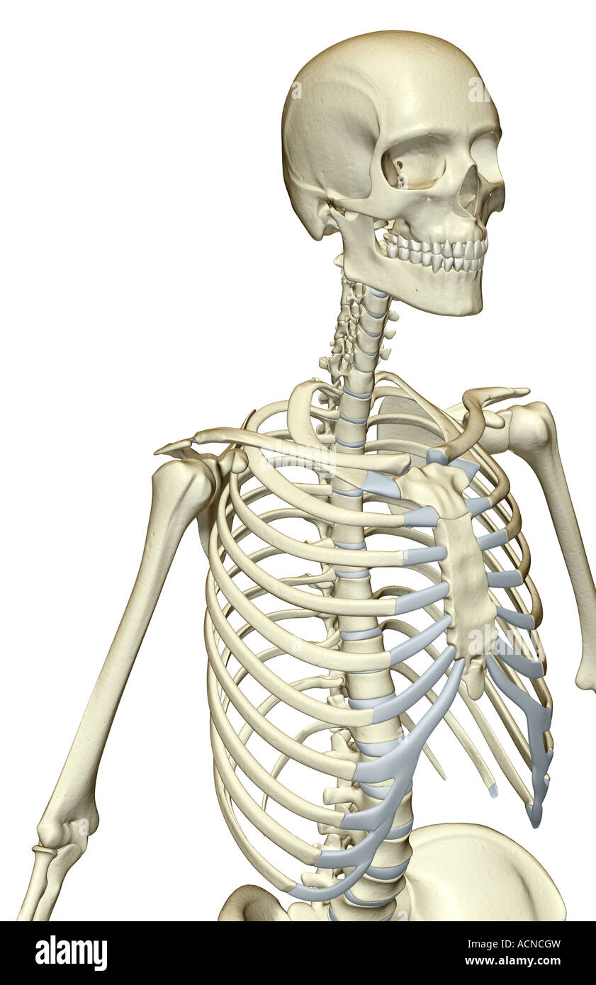 The bones of the upper body Stock Photo Alamy