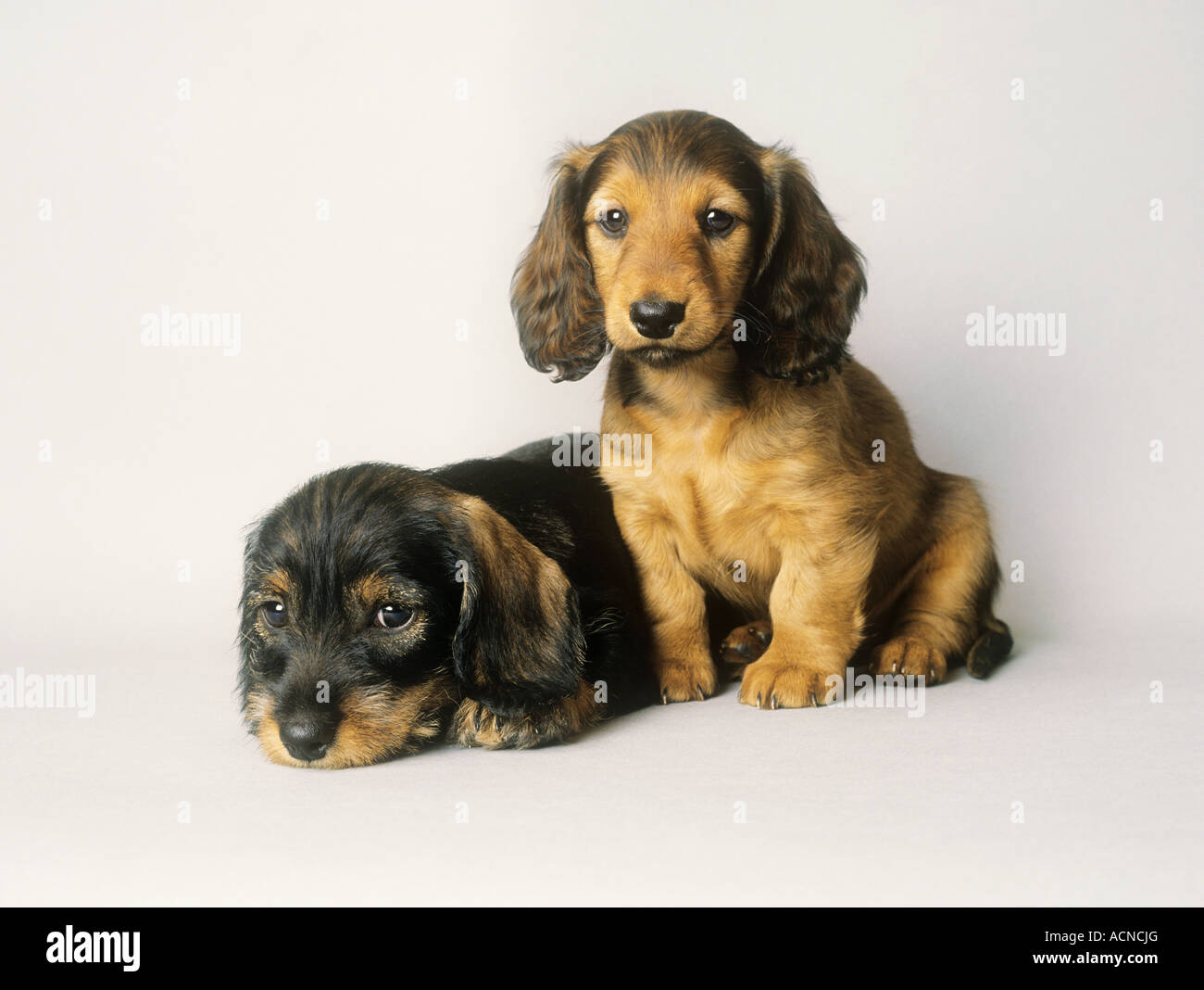 two dachshund puppies wire haired and long haired Stock Photo - Alamy
