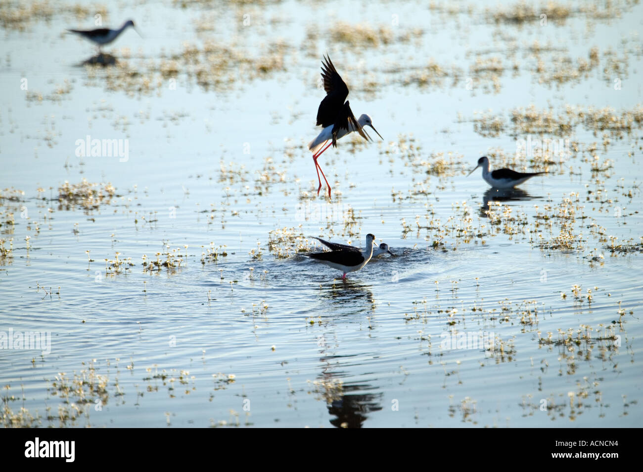 black winged stilts, Donana marshland, Spain Stock Photo Alamy