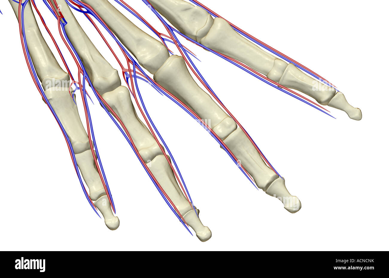 The blood supply of the fingers Stock Photo