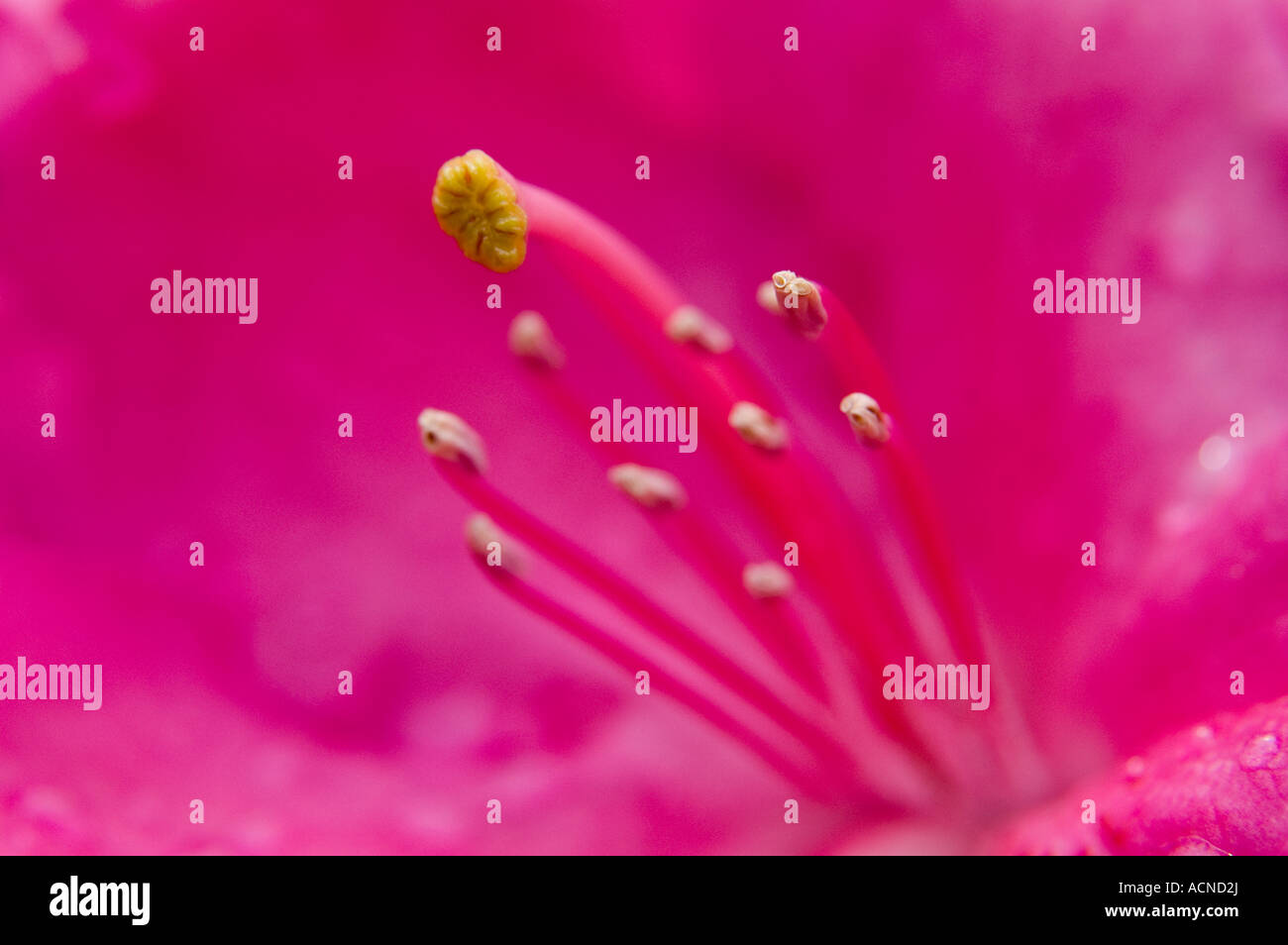 Close up view of pistil and stamens of a rhododendron blossom Beaverton OR Stock Photo