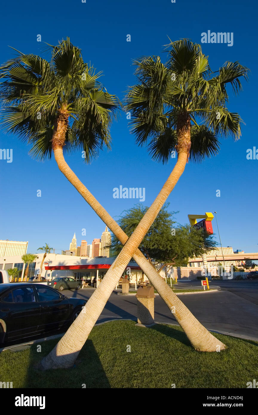 Palm trees in parking lot of IN N OUT restaurant Las Vegas Nevada Stock Who Buys Palm Trees In Las Vegas