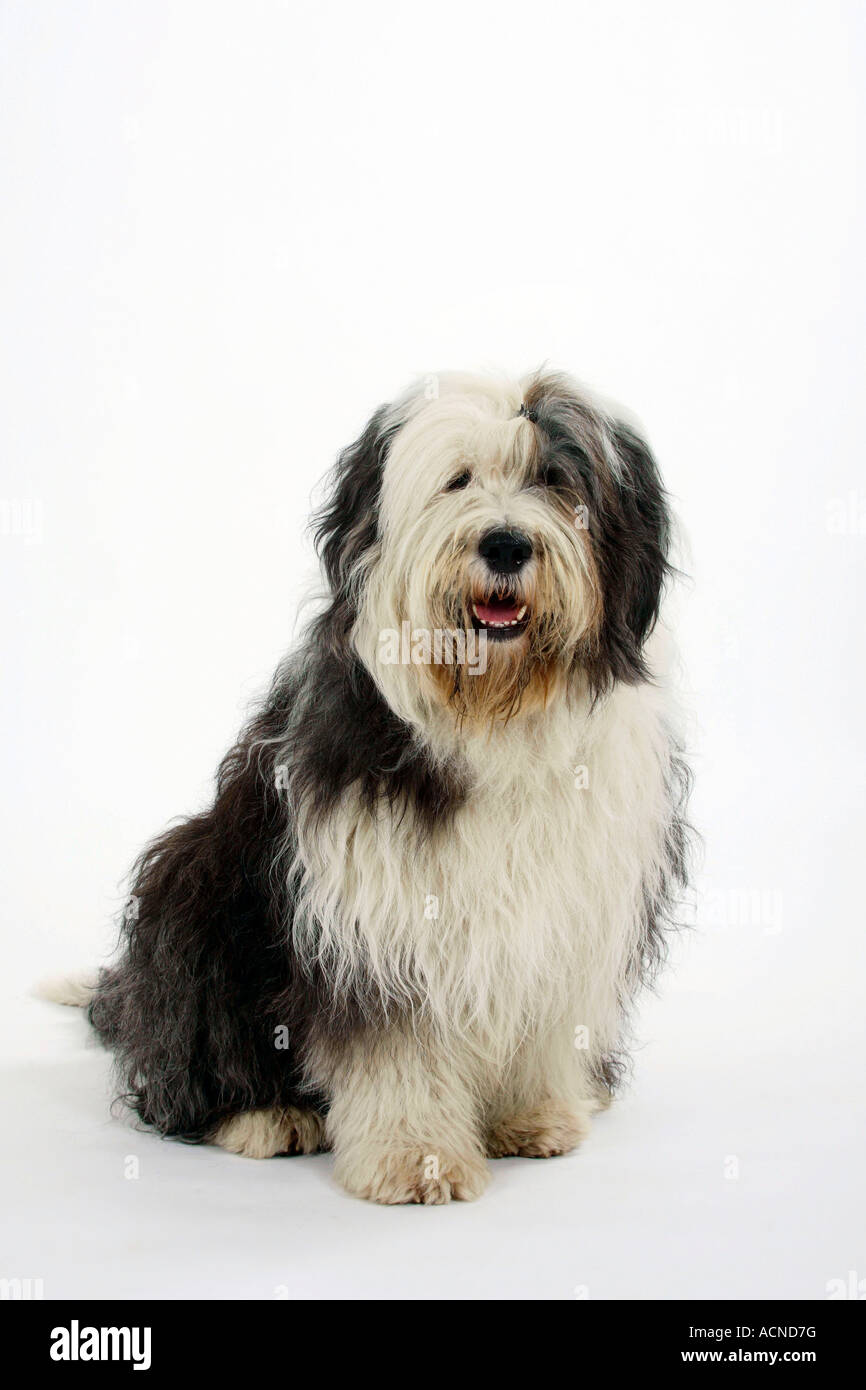 Old English Sheepdog, 1 Year old, sitting in front of white background  Stock Photo by ©lifeonwhite 10886126