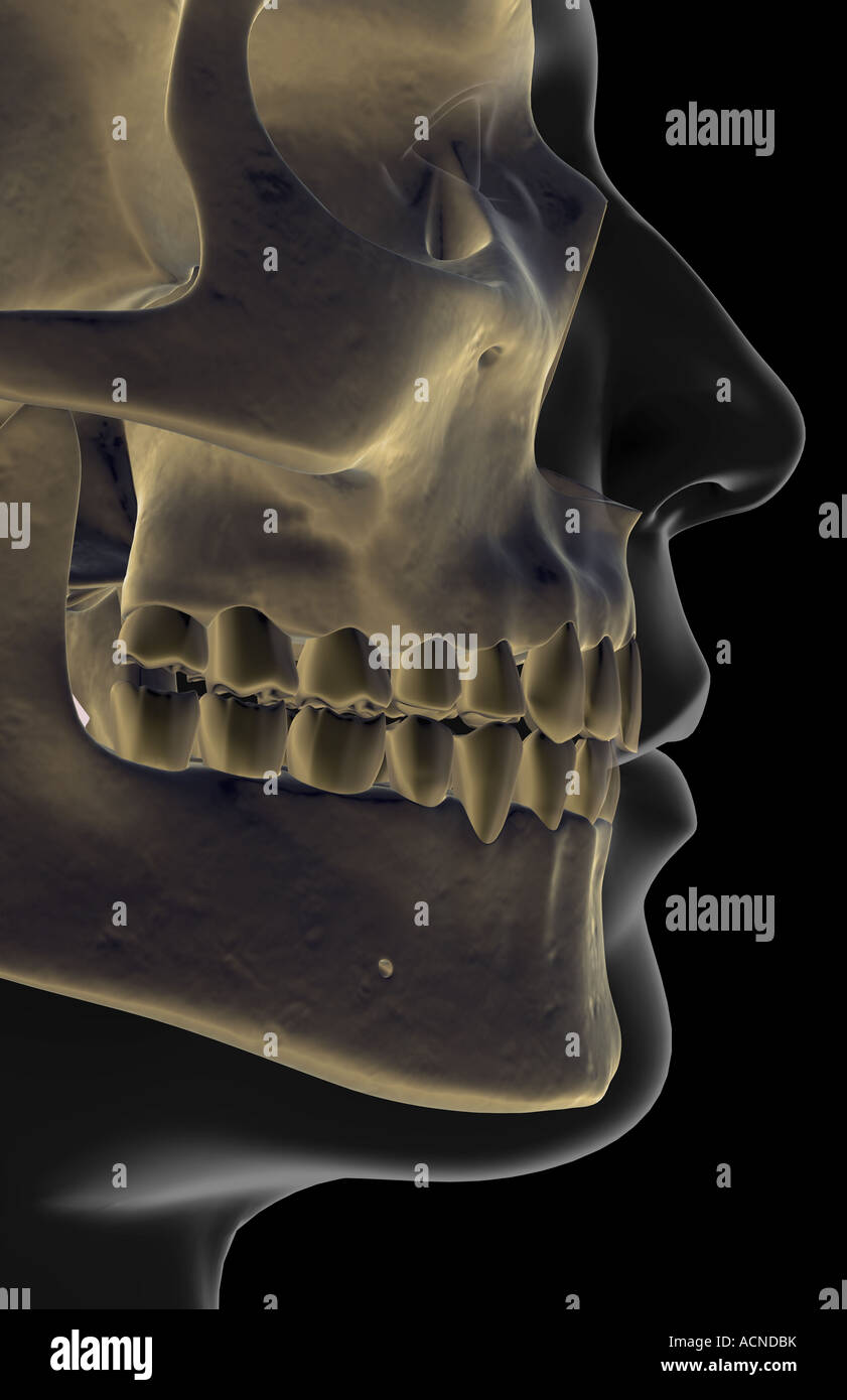 The bones of the jaw Stock Photo - Alamy
