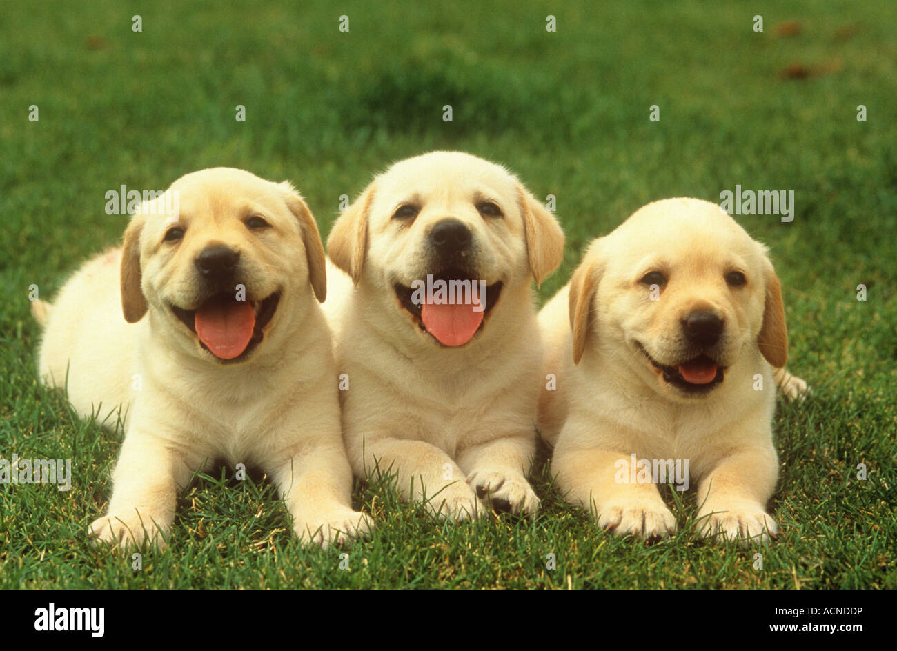 Three Labrador Puppies Stock Image Image Of Pedigree, Retriever   379619