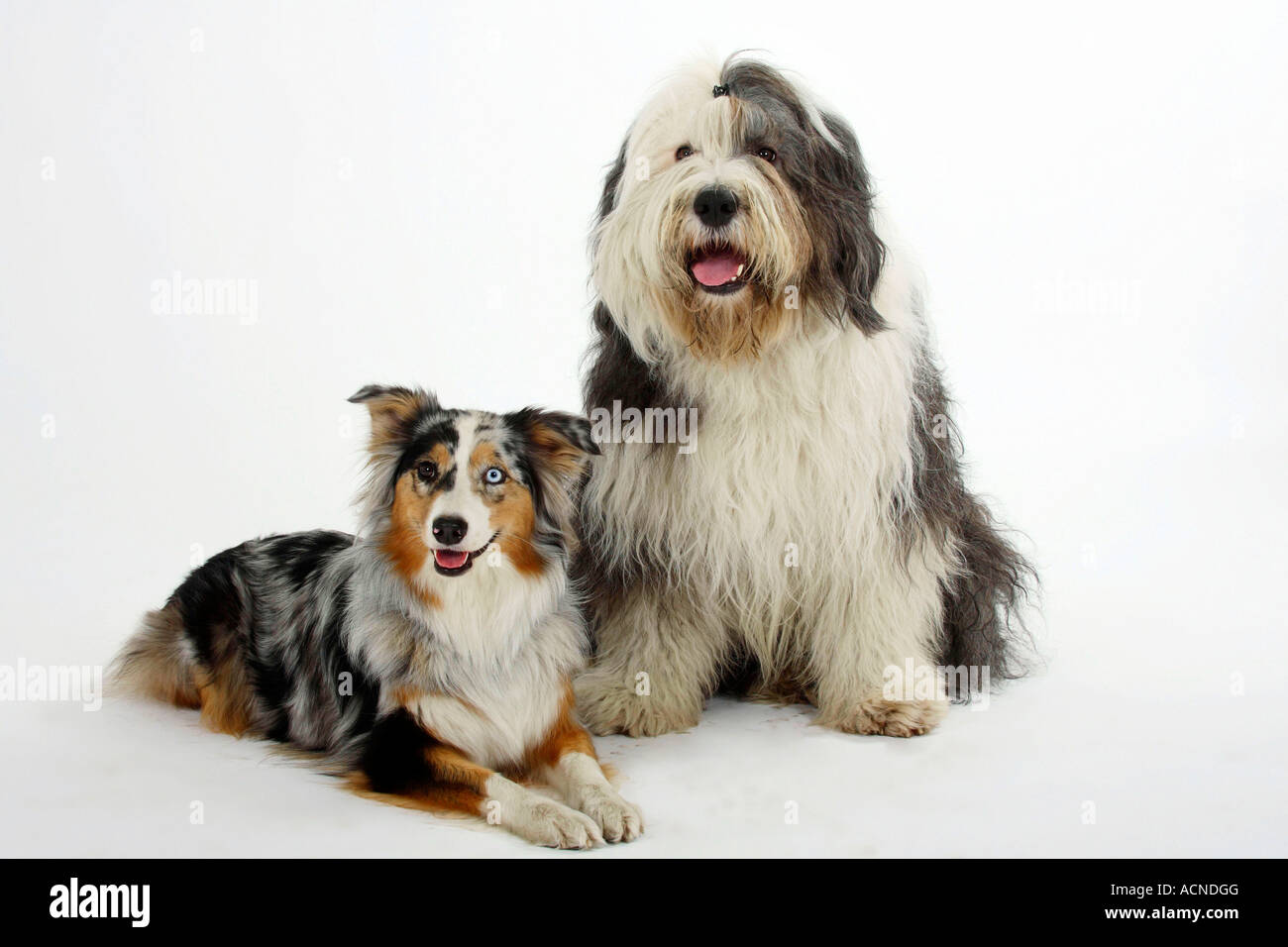 Bobtail and Australian Shepherd Old English Sheepdog Stock Photo Alamy
