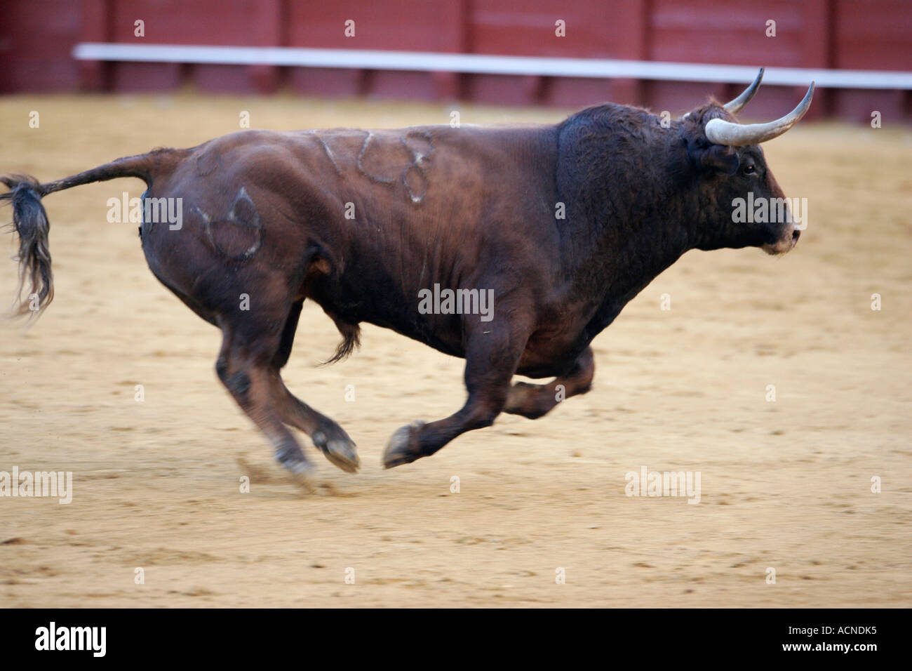 the superb figure of a fierce bull at Maestranza bullring at start of a bullfight Stock Photo