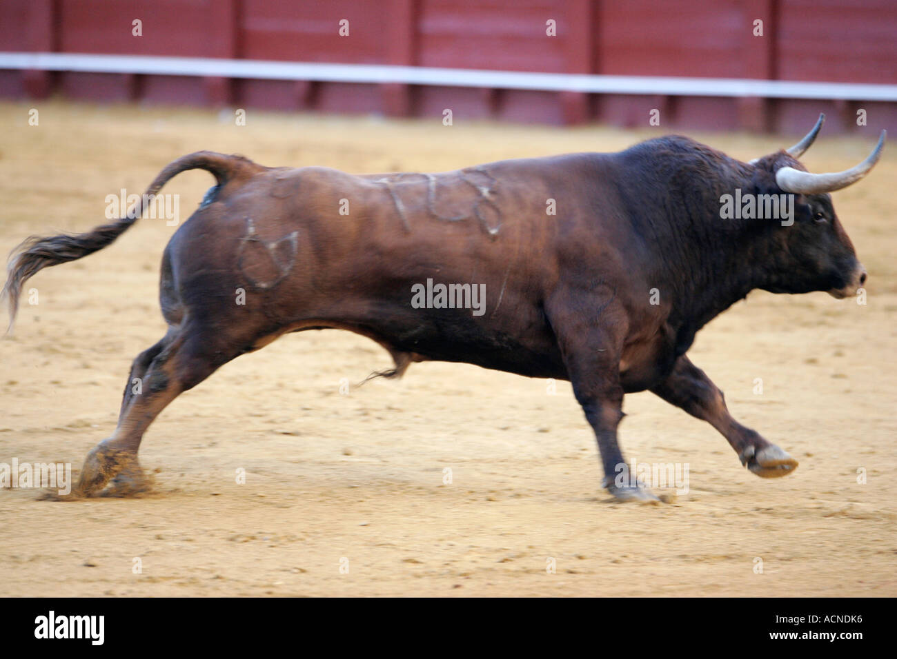 the superb figure of a fierce bull at Maestranza bullring at start of a bullfight Stock Photo
