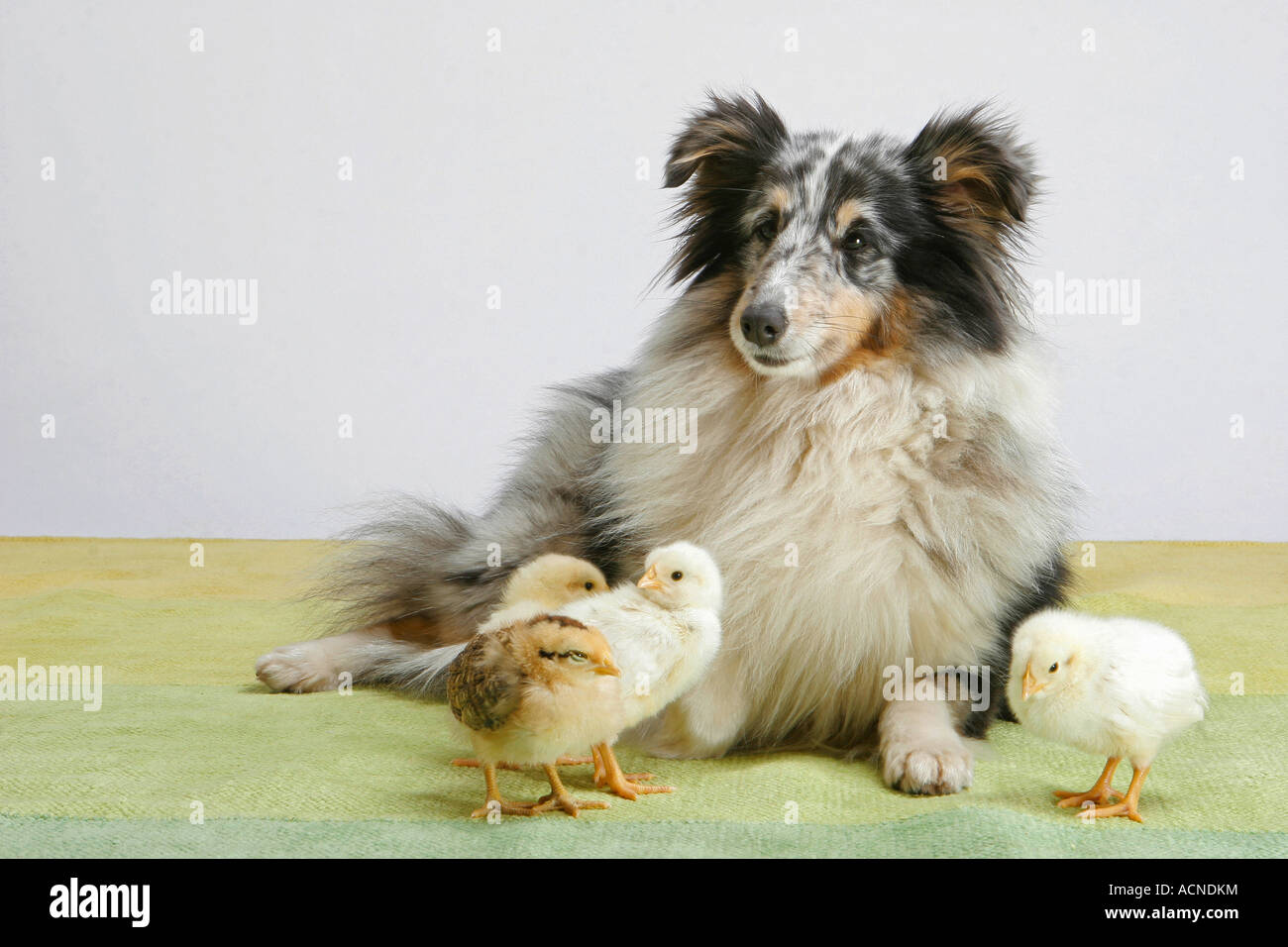animal friendship : Sheltie with four chicks Stock Photo