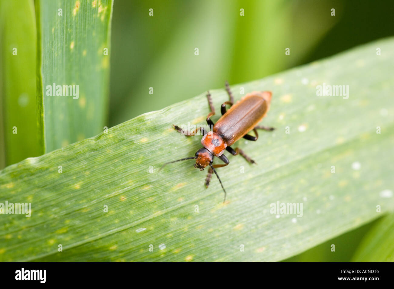 Red soldier beetle on a wheat blade, Spain Stock Photo