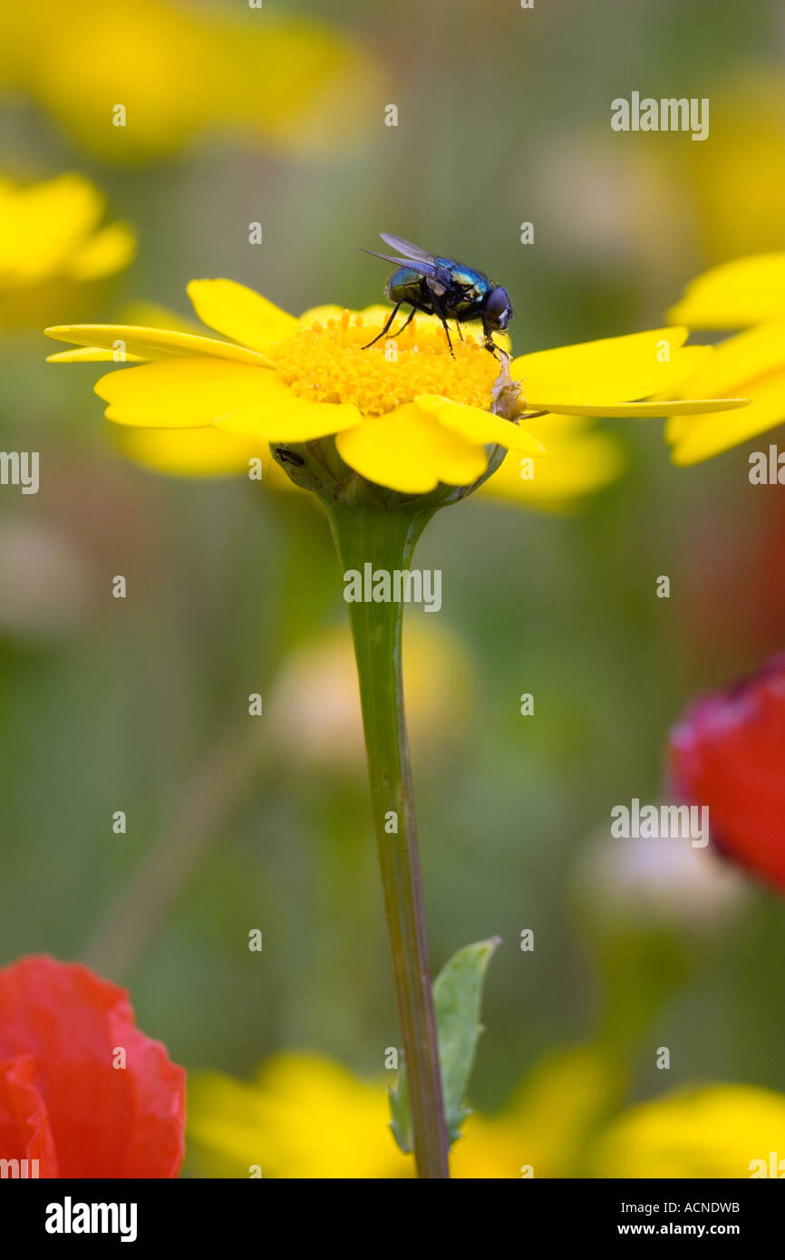 Fly sucking on a yellow flower Stock Photo