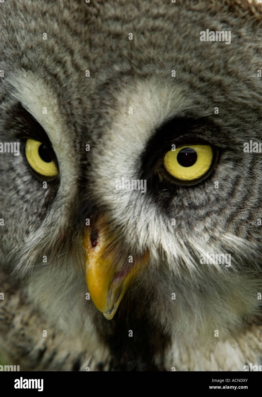 A Close Up Of A Great Grey Owl Eyes And Beak Stock Photo Alamy a-close-up-of-a-great-grey-owl-eyes-and-beak-stock-photo-alamy