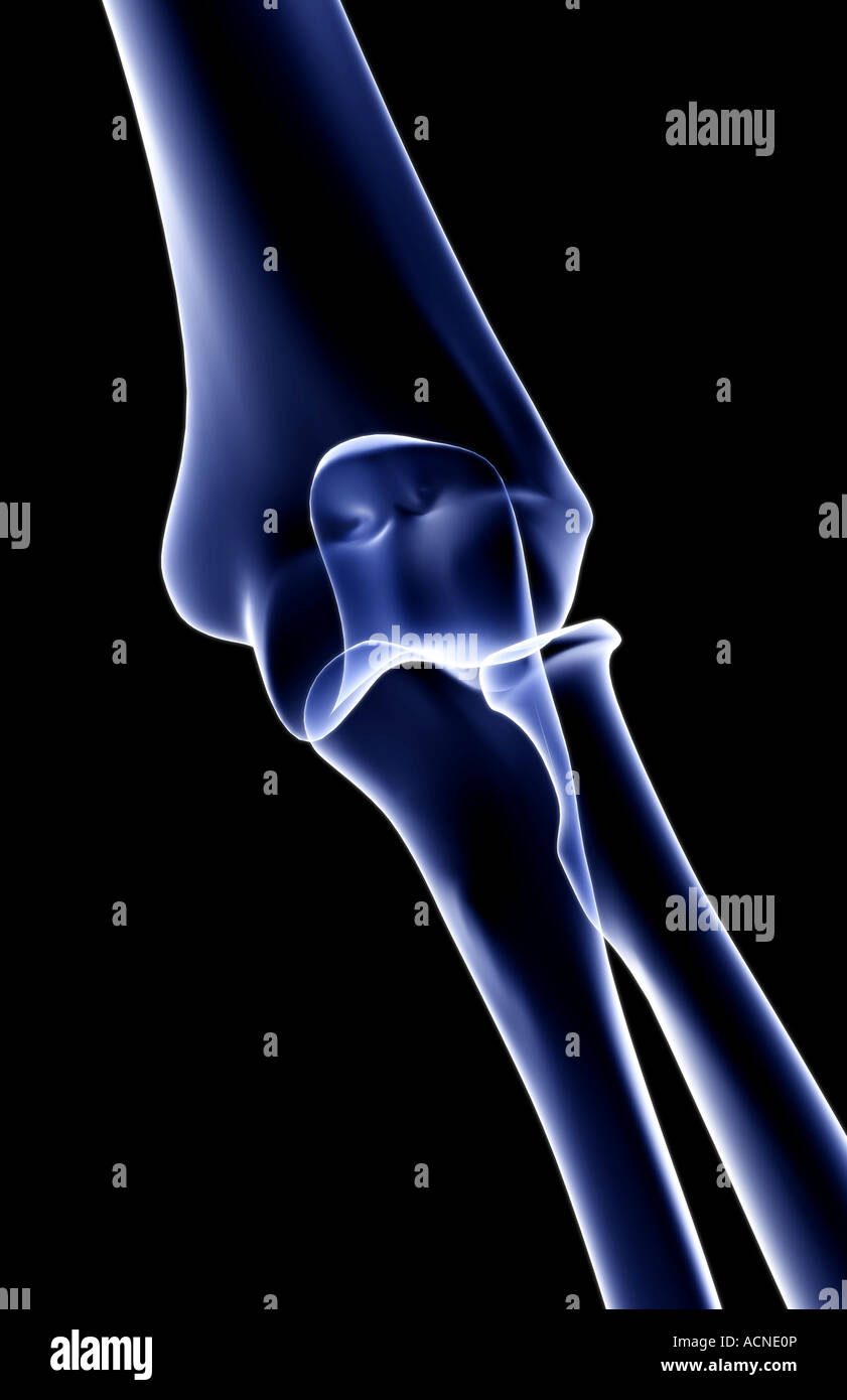 The bones of the elbow Stock Photo