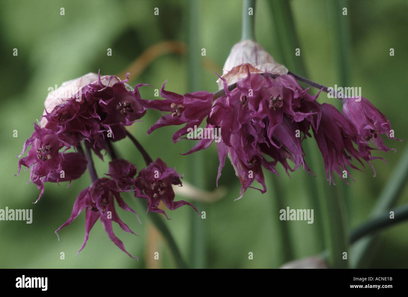 Allium cyathophorum var farreri. Ornamental Onion Stock Photo