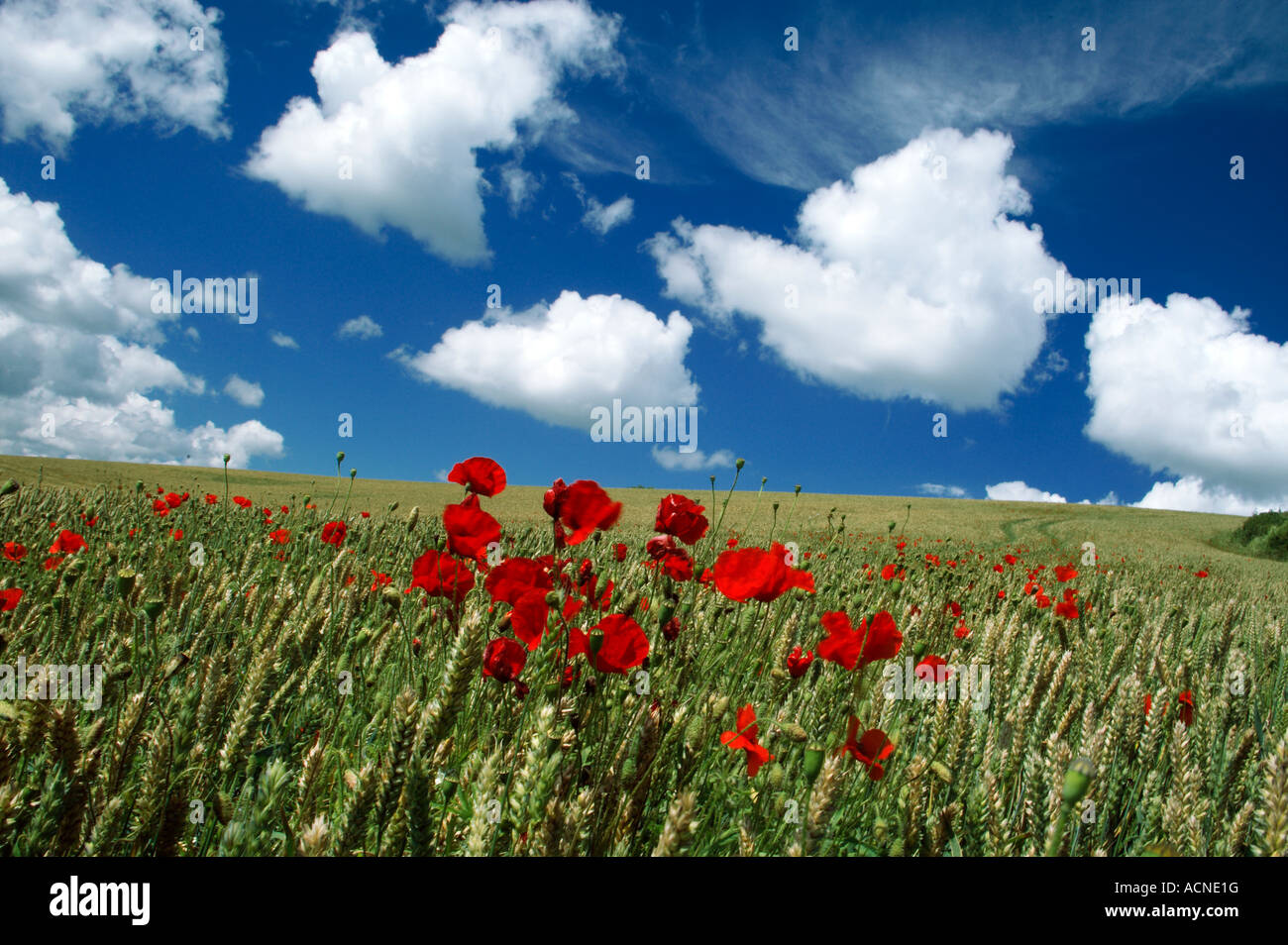 A field of corn with red poppies with a blue sky and white fluffy ...