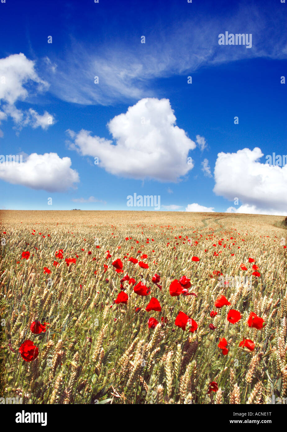 A field of corn with red poppies with a blue sky and white fluffy ...