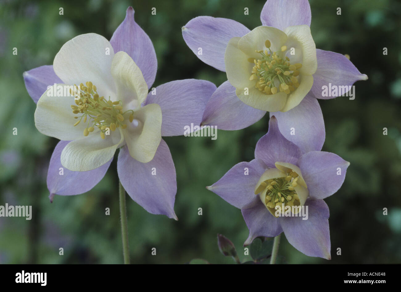 Aquilegia coerulea. AGM Stock Photo