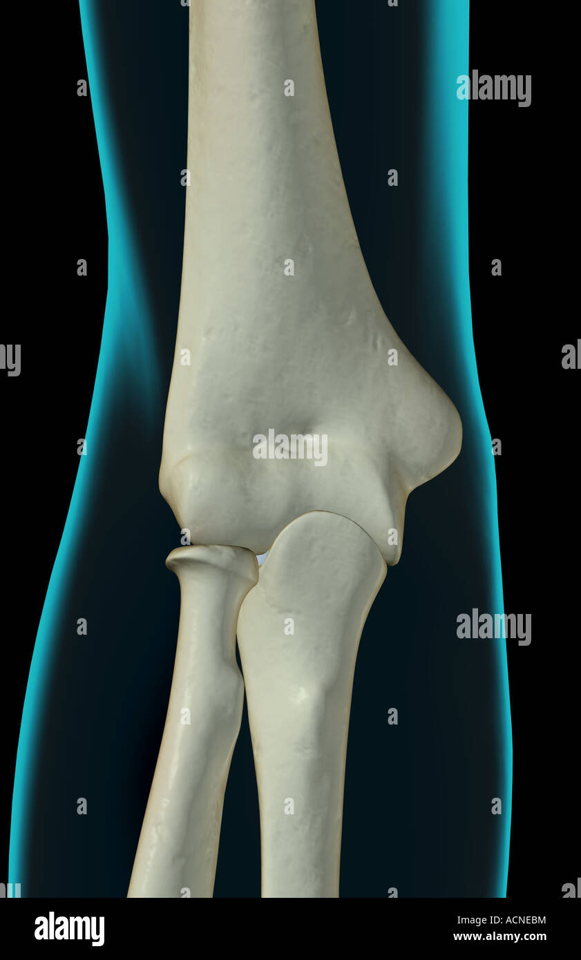 The bones of the elbow Stock Photo - Alamy