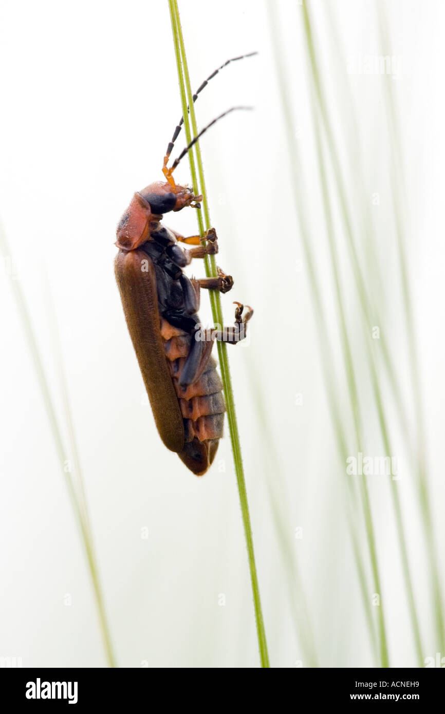 Red soldier beetle climbing a wheat spike, Spain Stock Photo