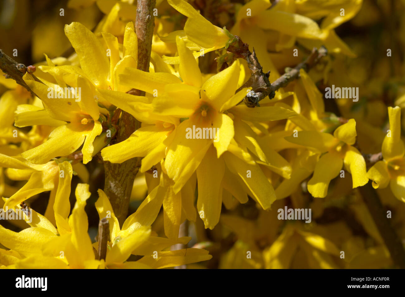Cheerful forsythia hi-res stock photography and images - Alamy