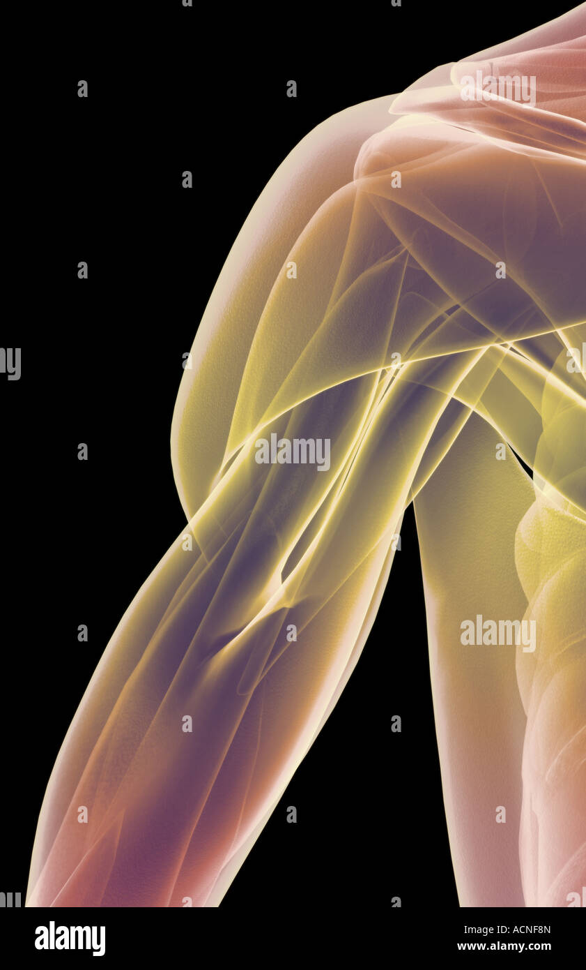 Shoulder muscles anatomy hi-res stock photography and images - Alamy