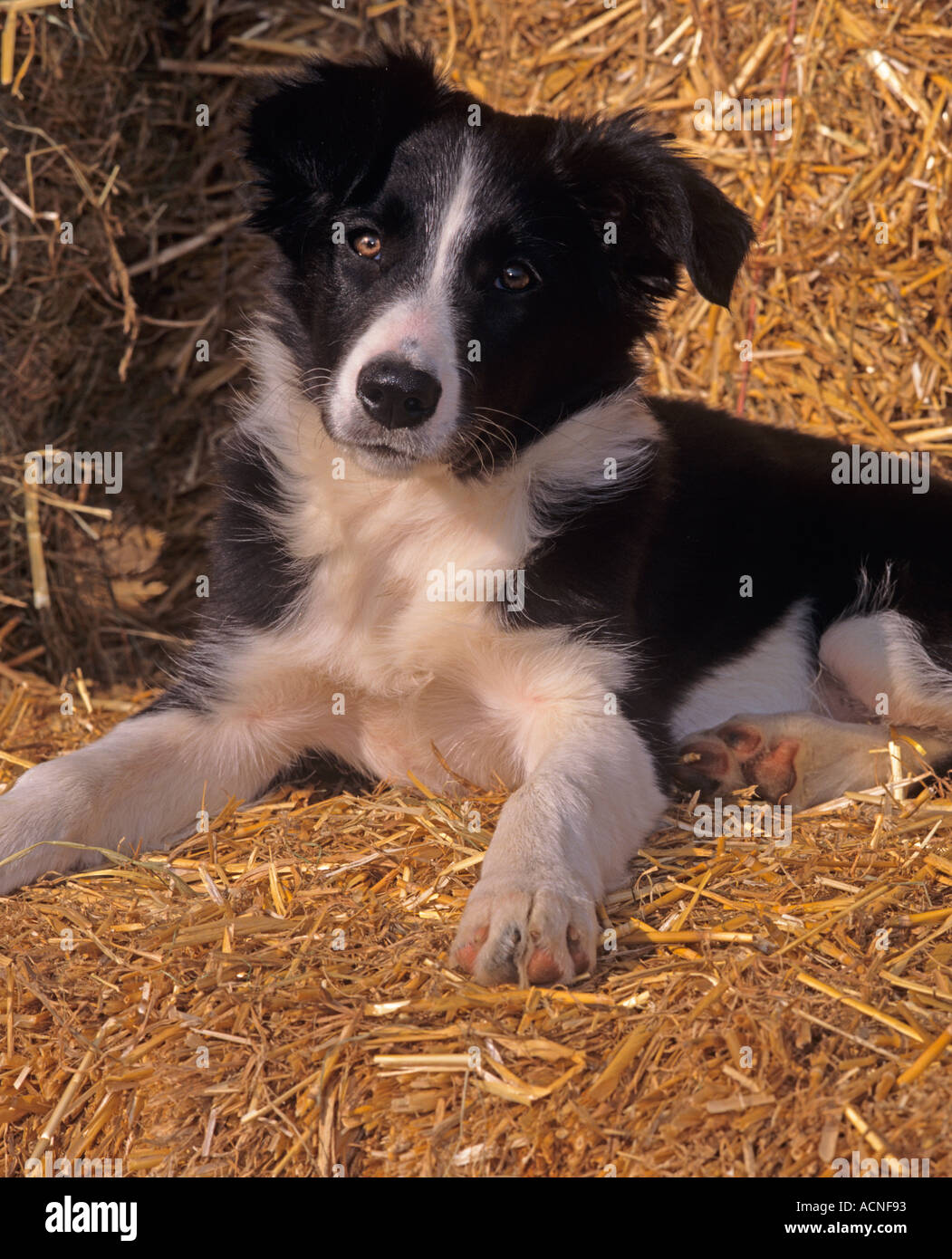 Lively Border Collie: Nature, Keeping and Care