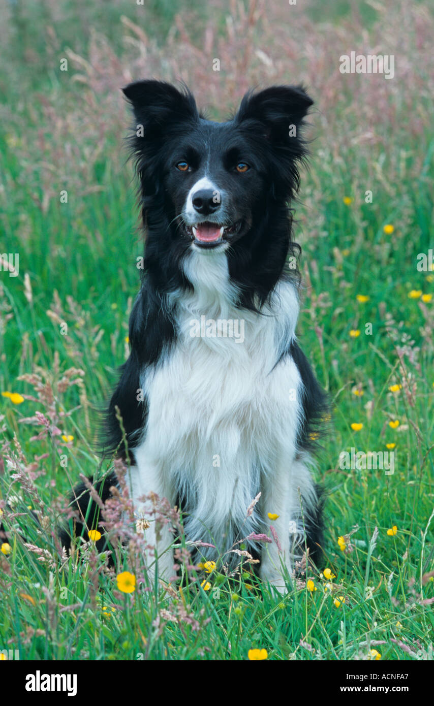 Welsh Border Collie Dog On Hill Farm Stock Photo Alamy
