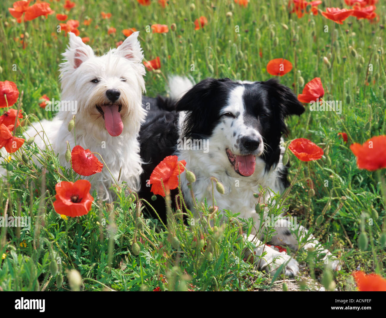 West Highland Terrier Border Collie Dog Norfolk UK Stock Photo Alamy