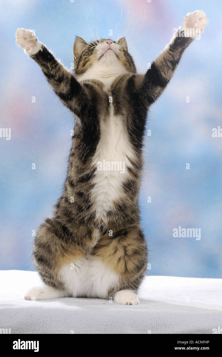 Domestic cat sitting on haunches hires stock photography and images