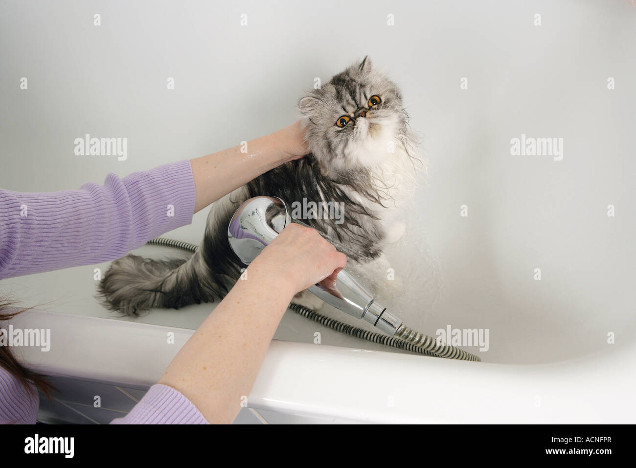 Persian cat being bathed Stock Photo Alamy